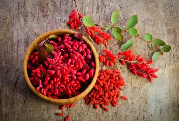 تصویر 2 از زرشک هسته دار قرمز خوش رنگ مناسب مصارف غذایی